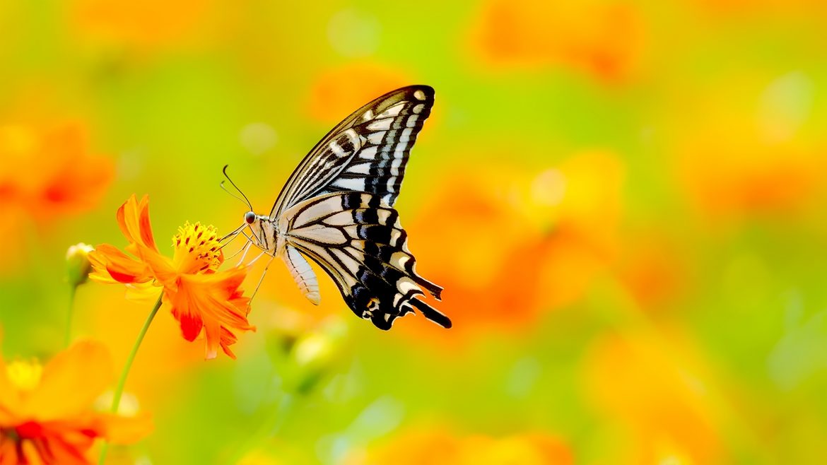 The Economic Opportunity Of A Transformation Business: An Approach To Designing A Transformation Business