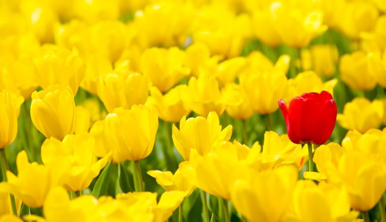 Ten Easy Ways To Brand Your Website, Blog, And Social Media Images For Faster Brand Recognition