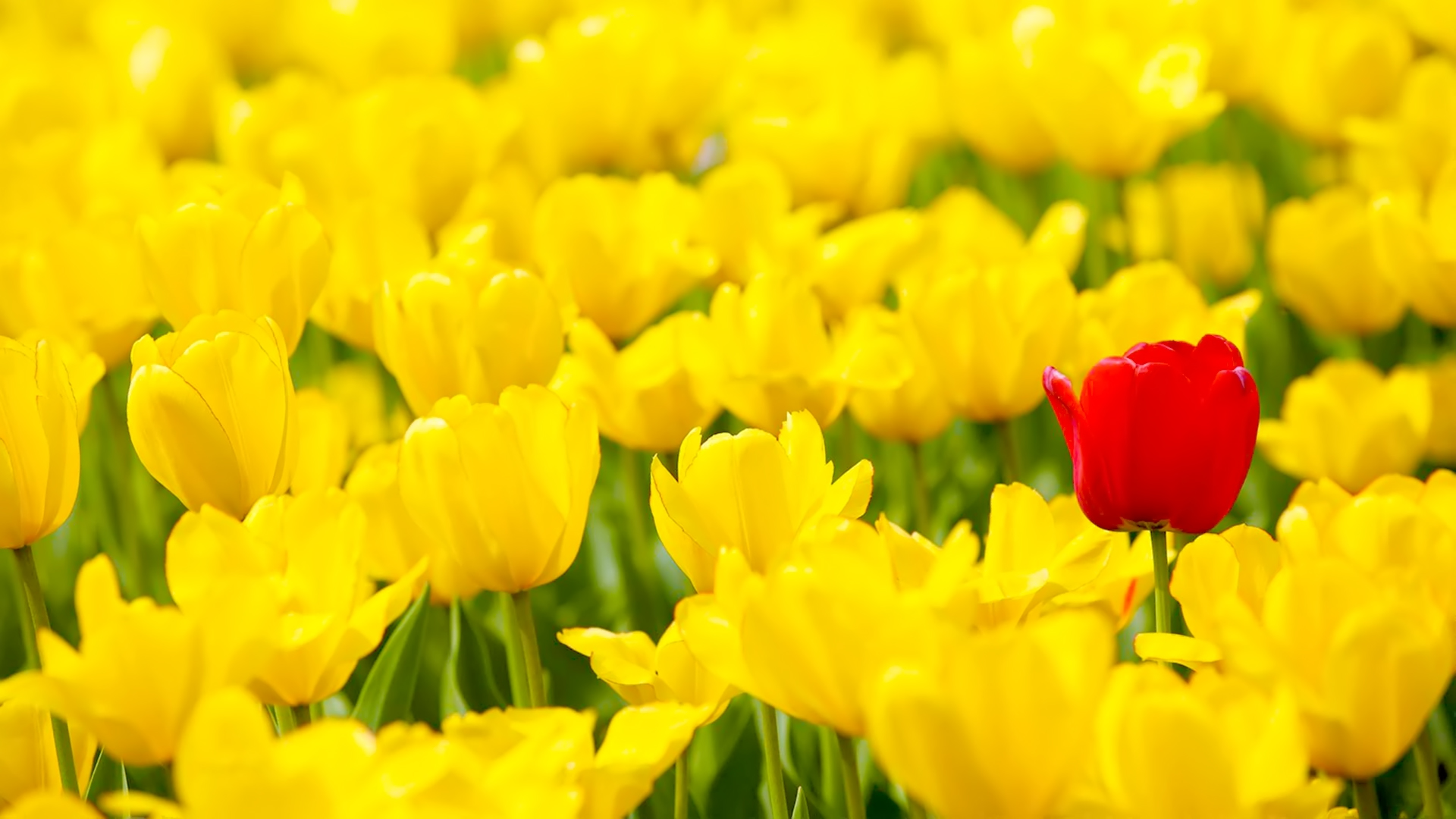 Ten Easy Ways To Brand Your Website, Blog, And Social Media Images For Faster Brand Recognition